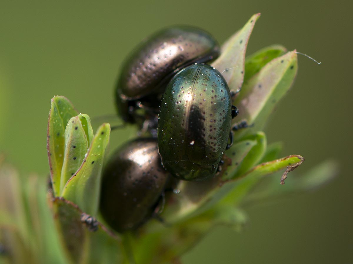 Chrysolina